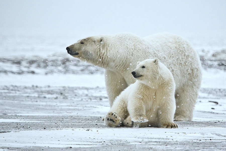Polar Bear Facts and Adaptations Ursus maritimus